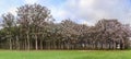 Paulownia trees in flower during spring